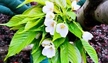 我家的小区真美