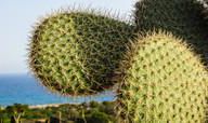 仙人掌的生命力