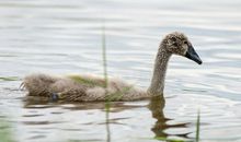 第一次下水的“鸭子”