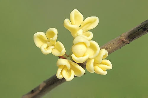 香金桂