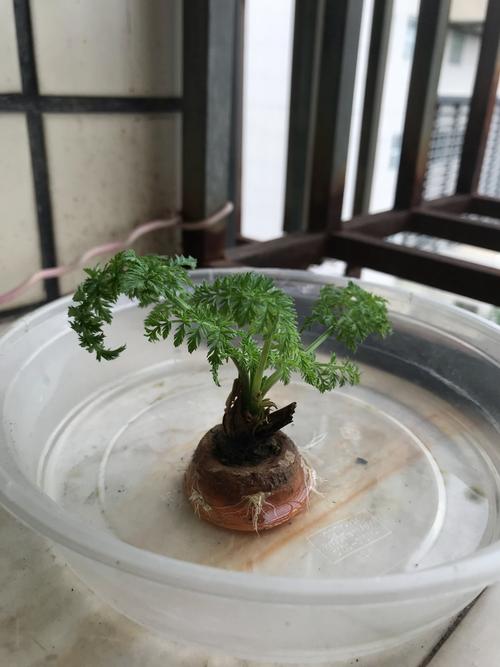 水培法