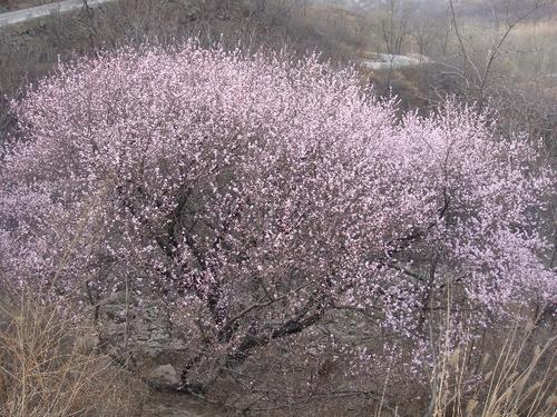 杏树