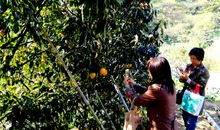 散发着果香的女人