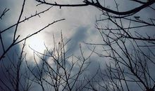 春夏秋冬的桃树