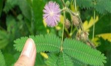 为什么含羞草会“害羞”？