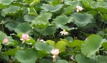 我们的校园有真情