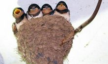 我的动物朋友小燕子