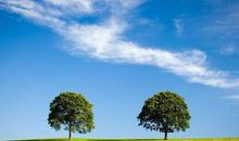 一棵哭泣的小树