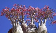 请拥有一颗开花的心