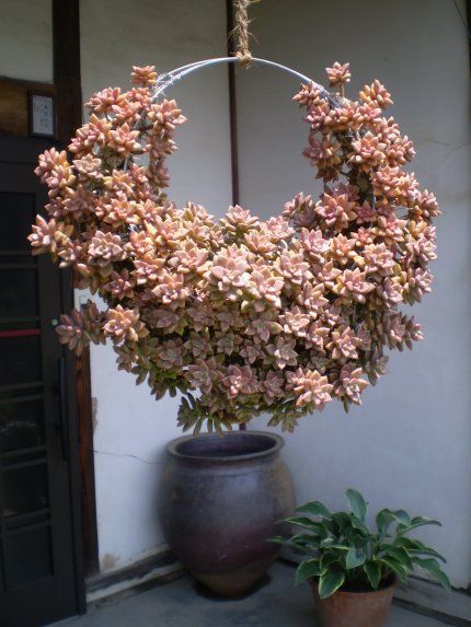 我和珠宝花