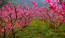 百花齐放的春天