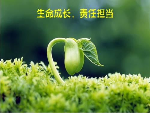 没有责任就没有成长
