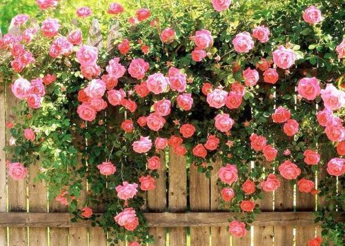 查看花