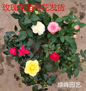 玫瑰花