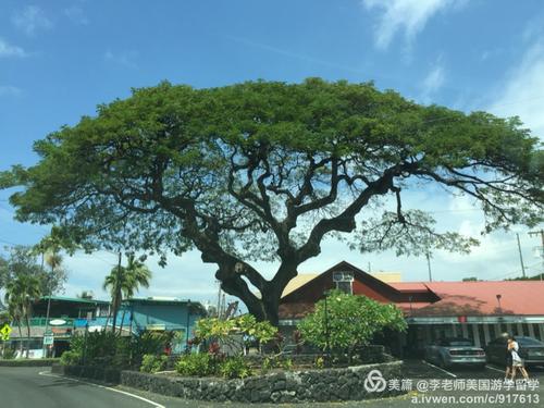 我是坚强的树