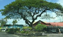 我是一棵伟岸的树