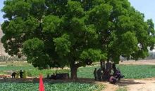 小区门前的榕树