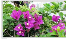 成功之花的绽放