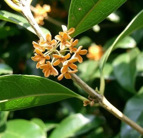 桂花