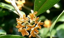 桂花飘香，情飘香