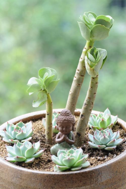肉质植物生长日记