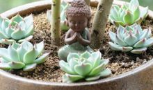 多肉植物生长日记