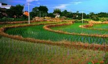 家乡的田园小景