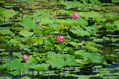 荷花池风光