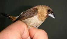 像麻雀一样活着