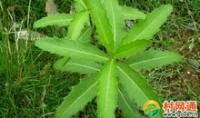 其实我是一棵野草