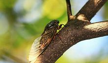 听听盛夏的蝉鸣是多么幸福