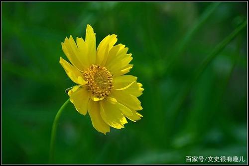 轻如菊花