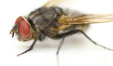 苍蝇细菌开派对