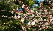 似白梅般的母亲