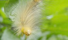 毛毛虫·种子·我