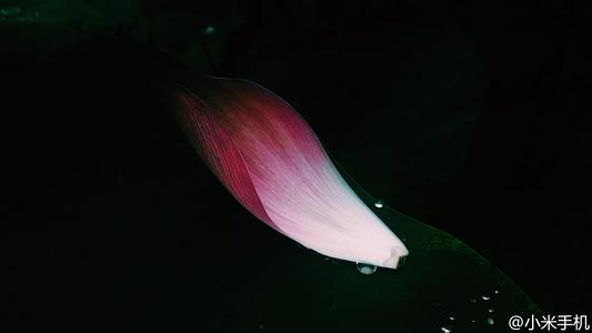 我因为坚持而开花
