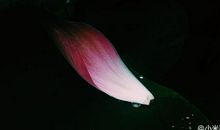 我因坚持而绽放