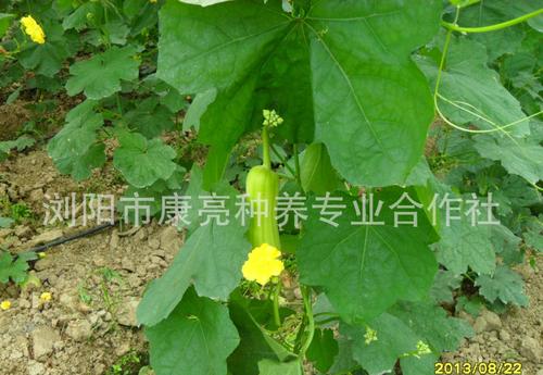 丝瓜黄瓜来找区别