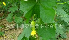 丝瓜黄瓜来找茬