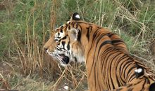 我喜欢的动物作文300字老虎