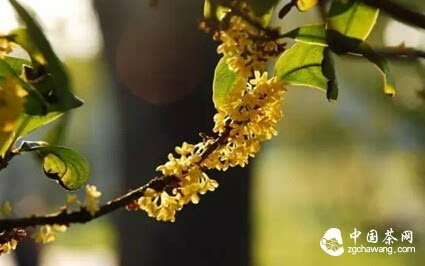 听桂花
