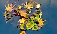 但看花开落，不言人是非