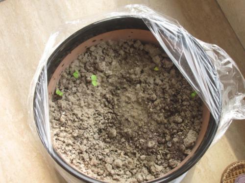 凤仙花在月球上