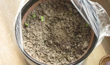 月球上的凤仙花