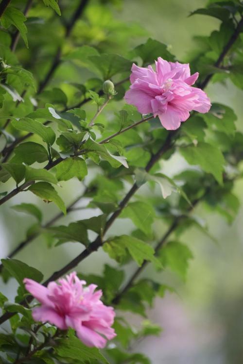 盛夏鲜花盛开
