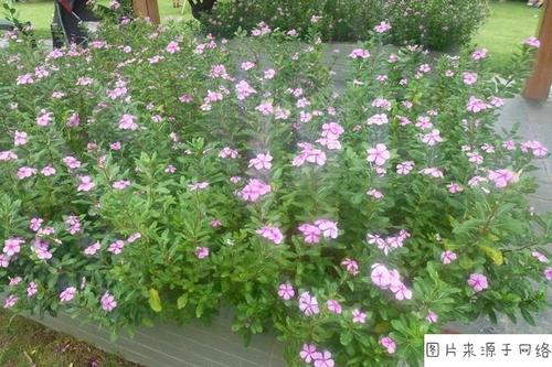 美丽的五星级梅花