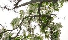 我家门口的槐花树