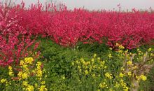 春来陌上草青青