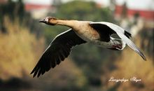 我想成为一只雁