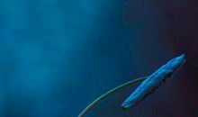 夏日的一道风景线